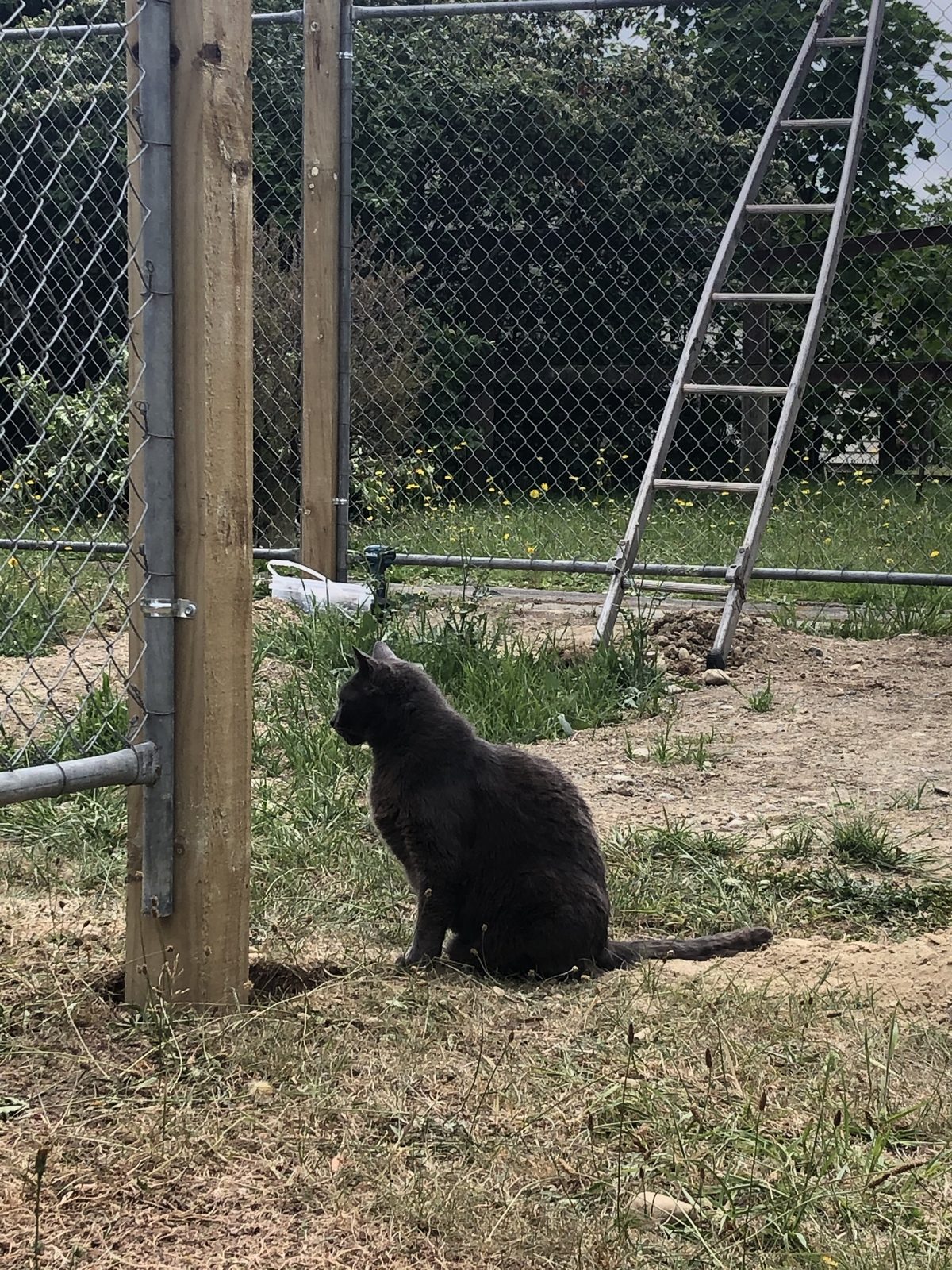 Cat enclosure, Dec 2019, Wairarapa