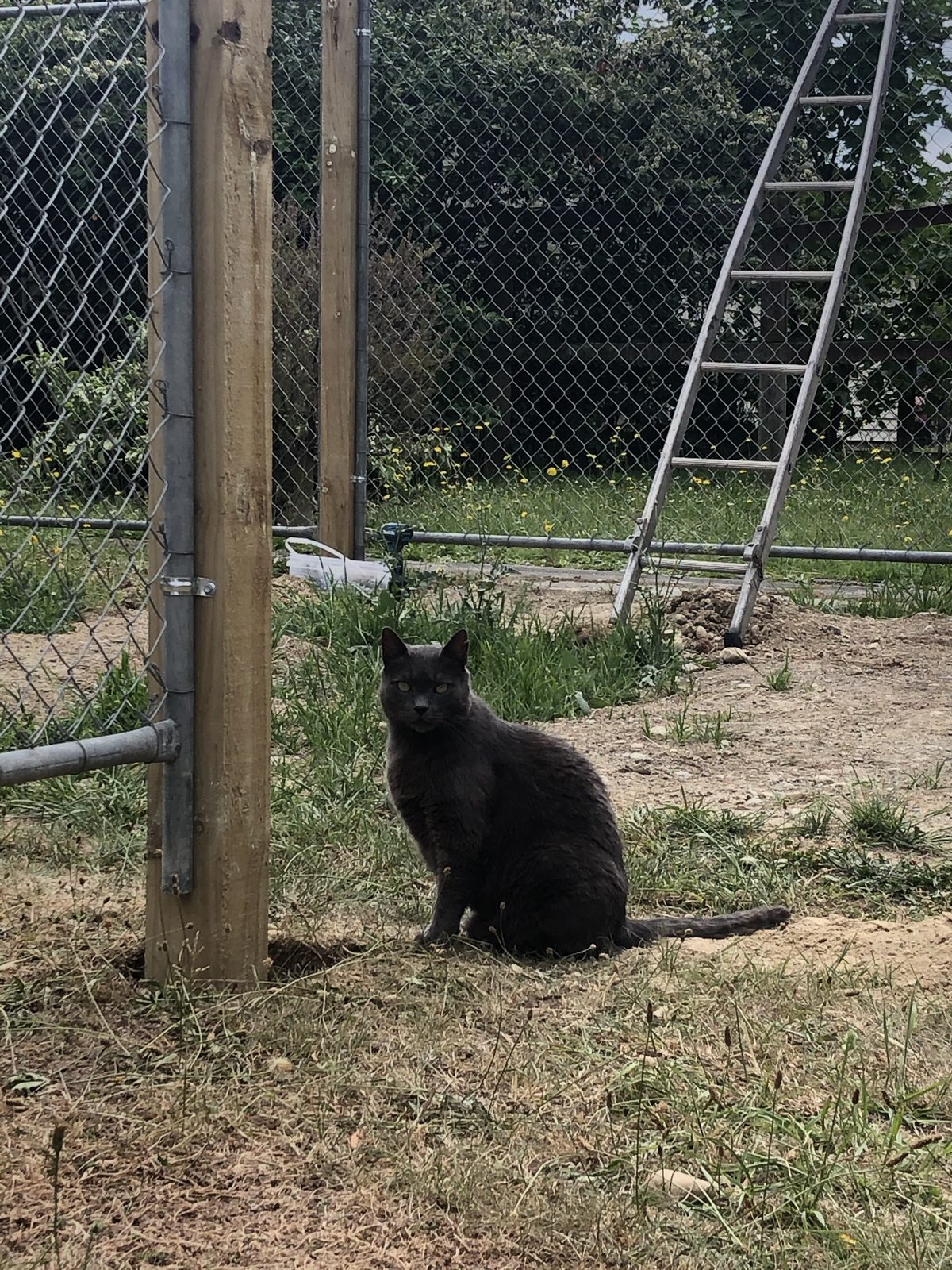 Cat enclosure, Dec 2019, Wairarapa