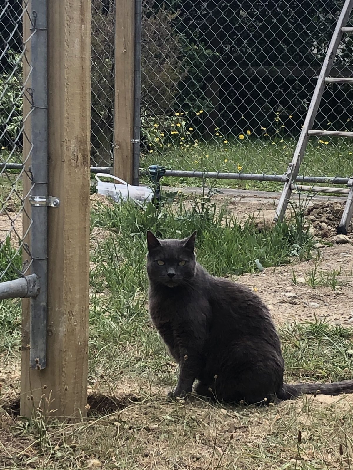 Cat enclosure, Dec 2019, Wairarapa