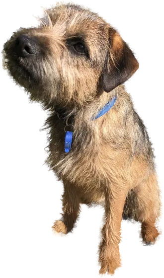 George the Border Terrier
